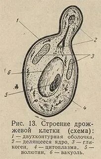 Дрожжевая клетка
