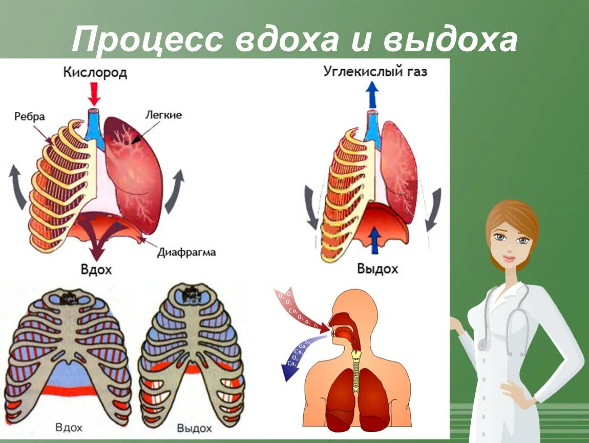 Процесс вдоха человека. Процесс вдоха и відіха. Процесс дыхания вдох и выдох. Механизм дыхания человека. Дыхательная система человека.