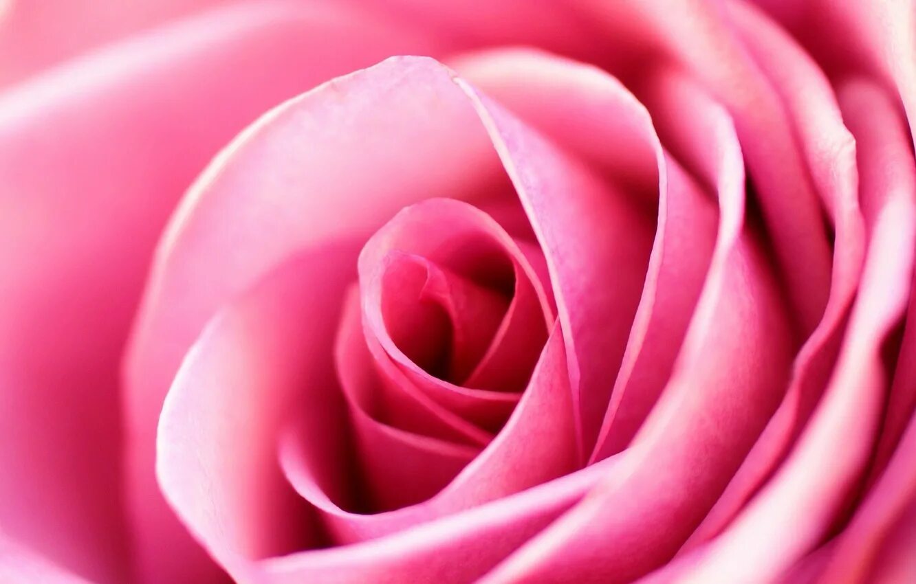 Розовые розы. Цветы розового цвета. Розовые розы фон. Розовый цвет.