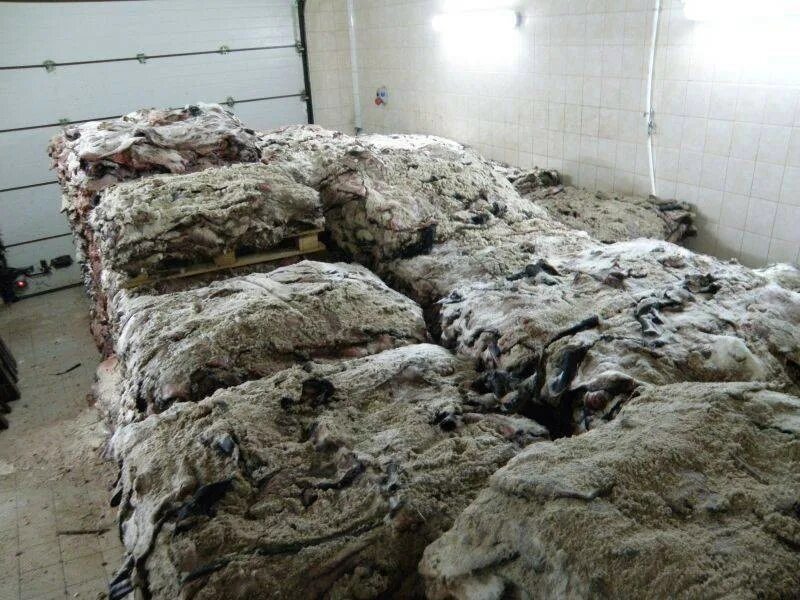 Прием шкур крс. Консервирование шкур крс. Шкурки ондатры. Засолка шкур. Засолка шкур.