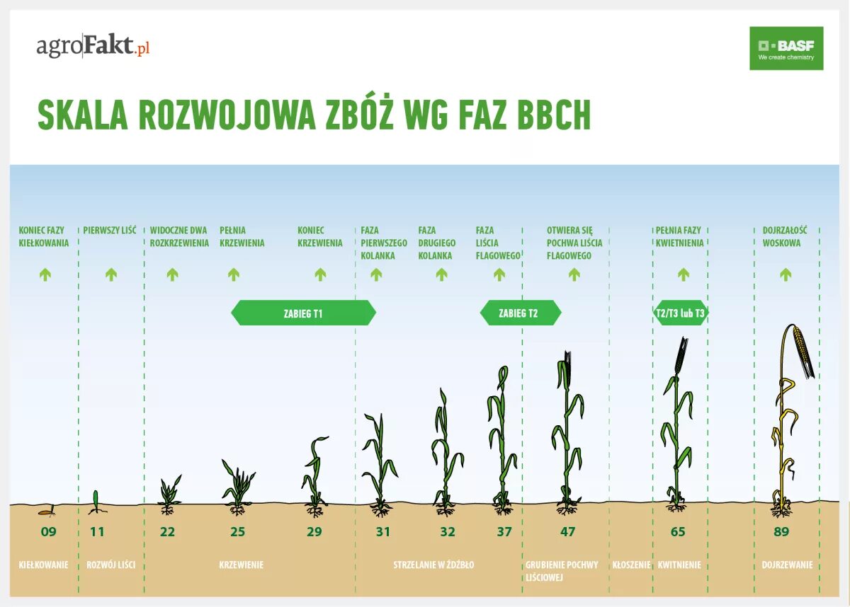 Период роста связанный. Фазы развития пшеницы BBCH. Фазы развития озимой пшеницы. Фенологические фазы развития растений. Вегетация озимой пшеницы.