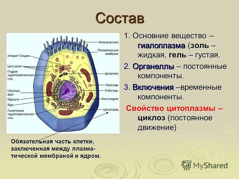 цитоплазма гиалоплазма органоиды включения