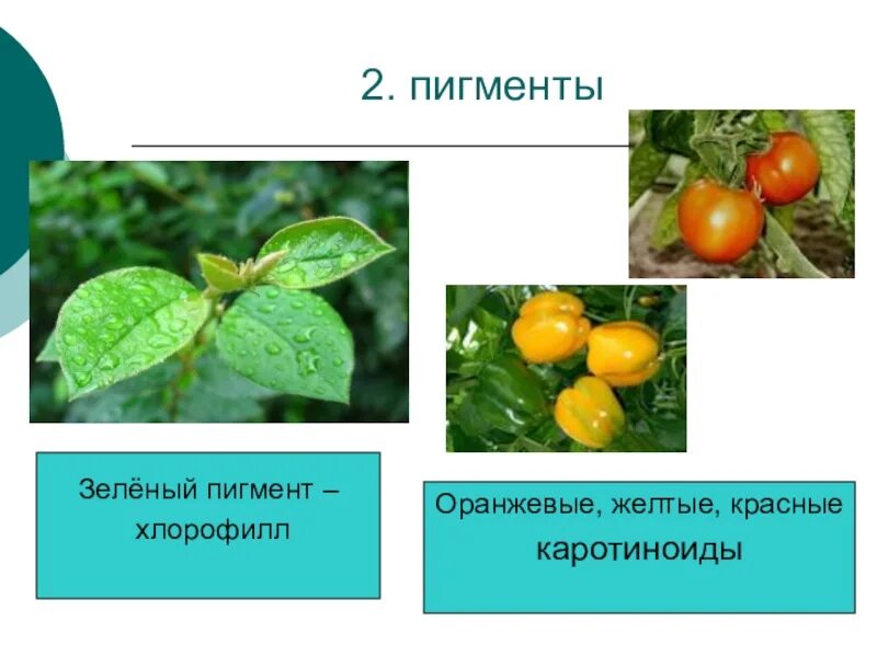 Пигмент каротиноиды. Пигменты растений. Хлорофилл и каротиноиды. Каротиноиды пигменты растений. Зелёный пигмент растений.