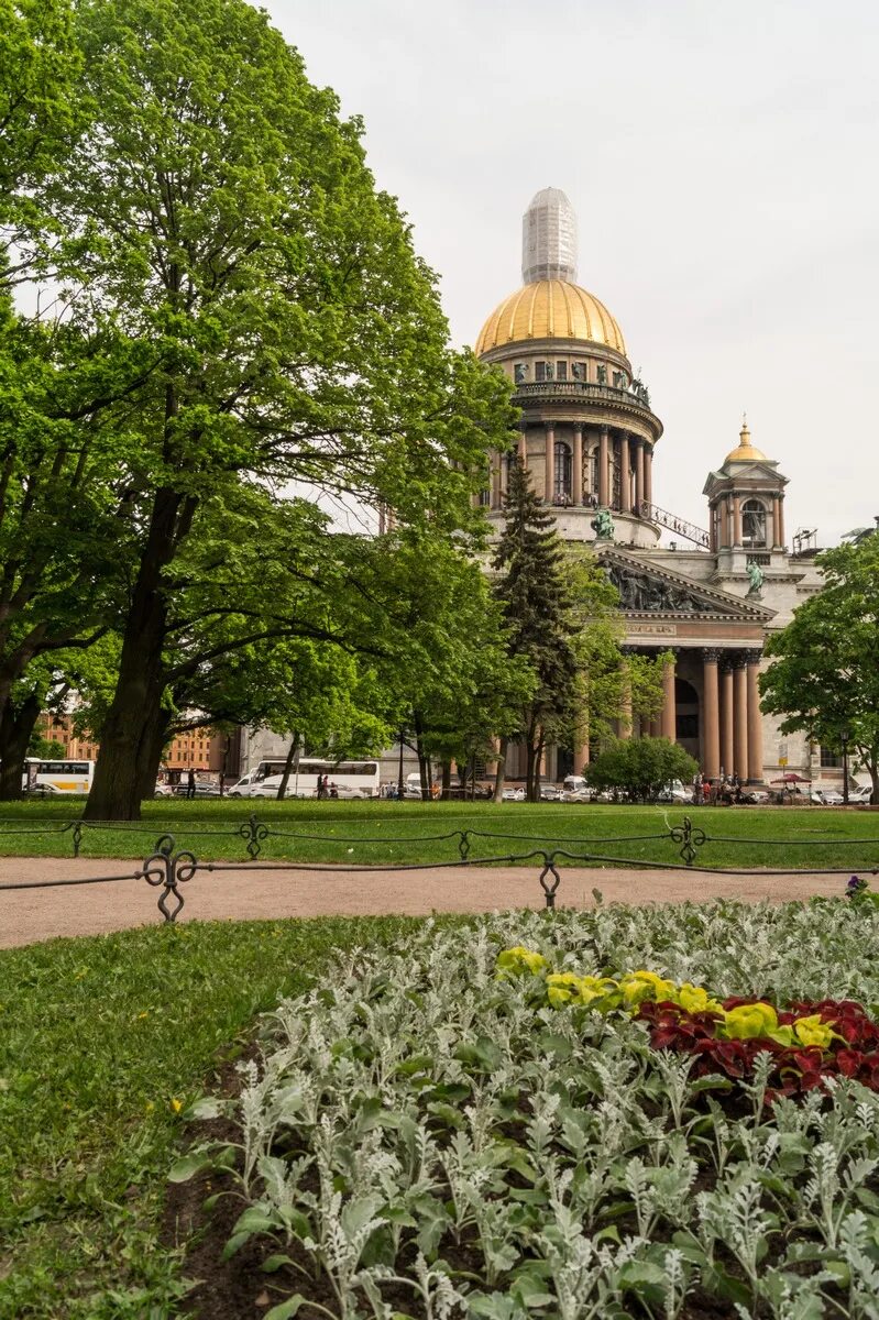 1 июня спб. Питер июньский. Капустное поле у Исаакиевского собора.