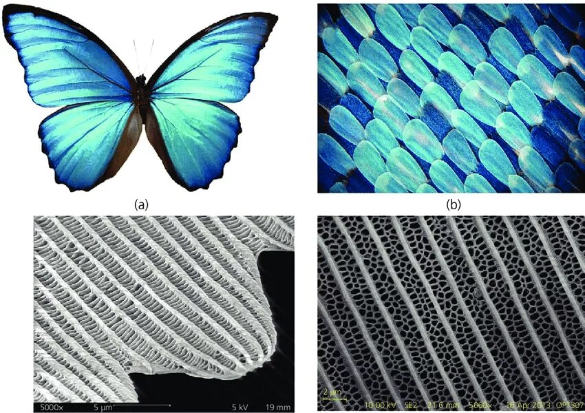 Оборудования для исследования строения крыла бабочки. Бабочка Морфо Биомимикрия. Чешуя бабочек. Чешуйки на крыльях бабочек. Структура крыльев бабочки.