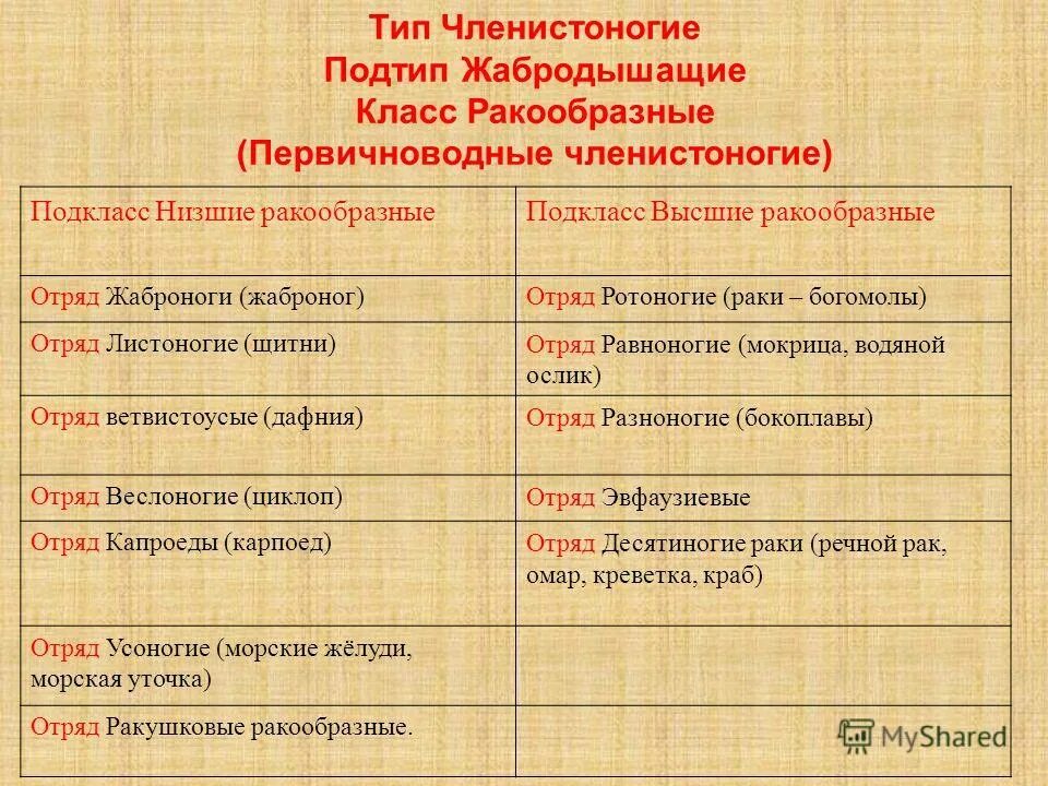 Под типы членистоногие. Высшие и низшие ракообразные. класс ракообразные общая характеристика. характеристика высших ракообразных. членистоногие особенности и значение.