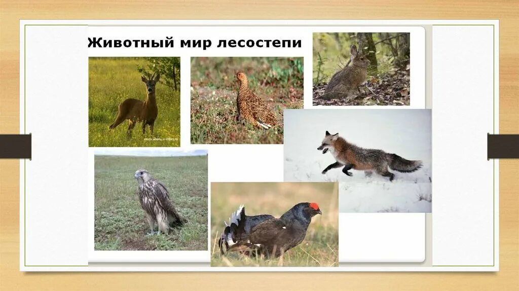 Степи и лесостепи 8 класс полярная звезда. Животный мир лесостепи в россии. животный мир лесостепи и степи в россии. животные зоны лесостепей. животные обитающие в лесостепи.