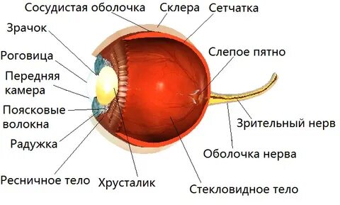Мембрана глаза