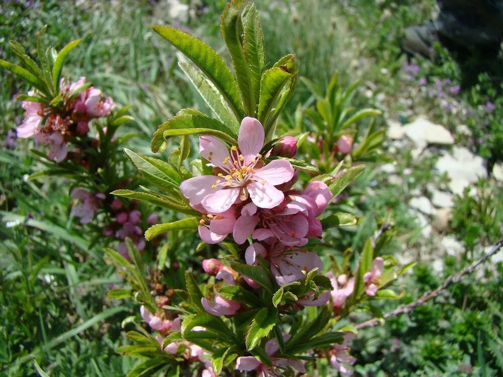 Миндаль степной фото. Миндаль Степной бобовник. Миндаль Степной (Prunus tenella). Миндаль бобовник куст. Миндаль низкий Степной бобовник.