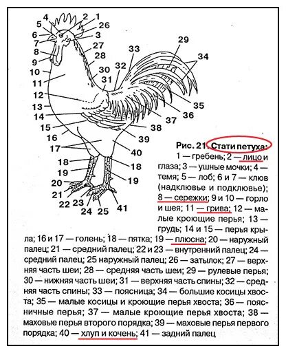 У куриц есть мозг. Анатомическое строение курицы. Строение шеи курицы. Петух строение тела. Строение органов петухов.