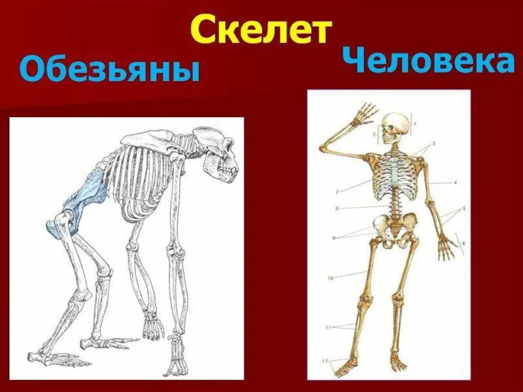 Скелет человека. Скелет человекообразной обезьяны. Скелет человека и примата. Скелет шимпанзе и человека.