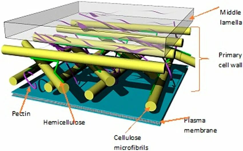Клеточная стенка 5 класс. Целлюлоза в клеточной стенке. Клеточная стенка 3д модель. Клеточная стенка 9 класс. Клеточная стенка гибрида.
