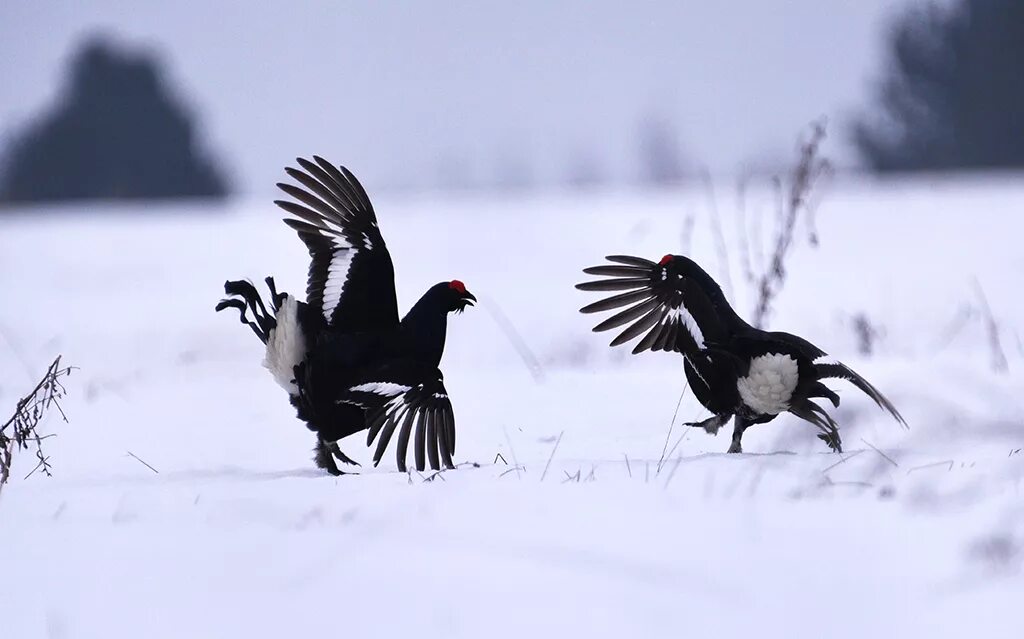 Тетерка зимой. Тетерев зимой в снегу. Тетерев зимой в снегу. Глухарь и тетерев зимой. Тетерев зимой в снегу.