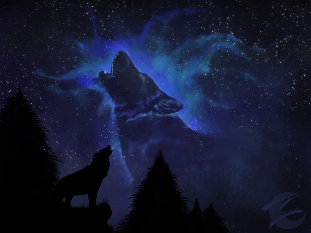 Одинокая волчица ночью. Волк в ночи. Волк в небе. Волк и Луна. Волк и звезды.