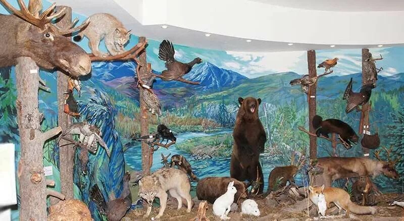 Карпинск музей. Город карпинск краеведческий музей. Карпинский краеведческий музей. Музей природы в карпинске. Музей карпинск.