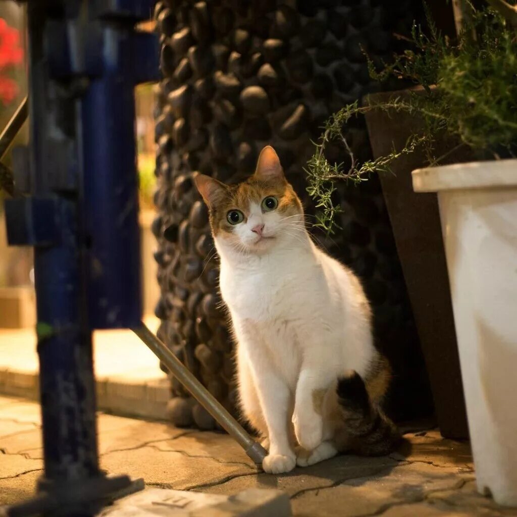 Уличные кошки купить. Уличная кошка. Японские уличные коты. Коты на улицах Японии. Красивые уличные кошки.