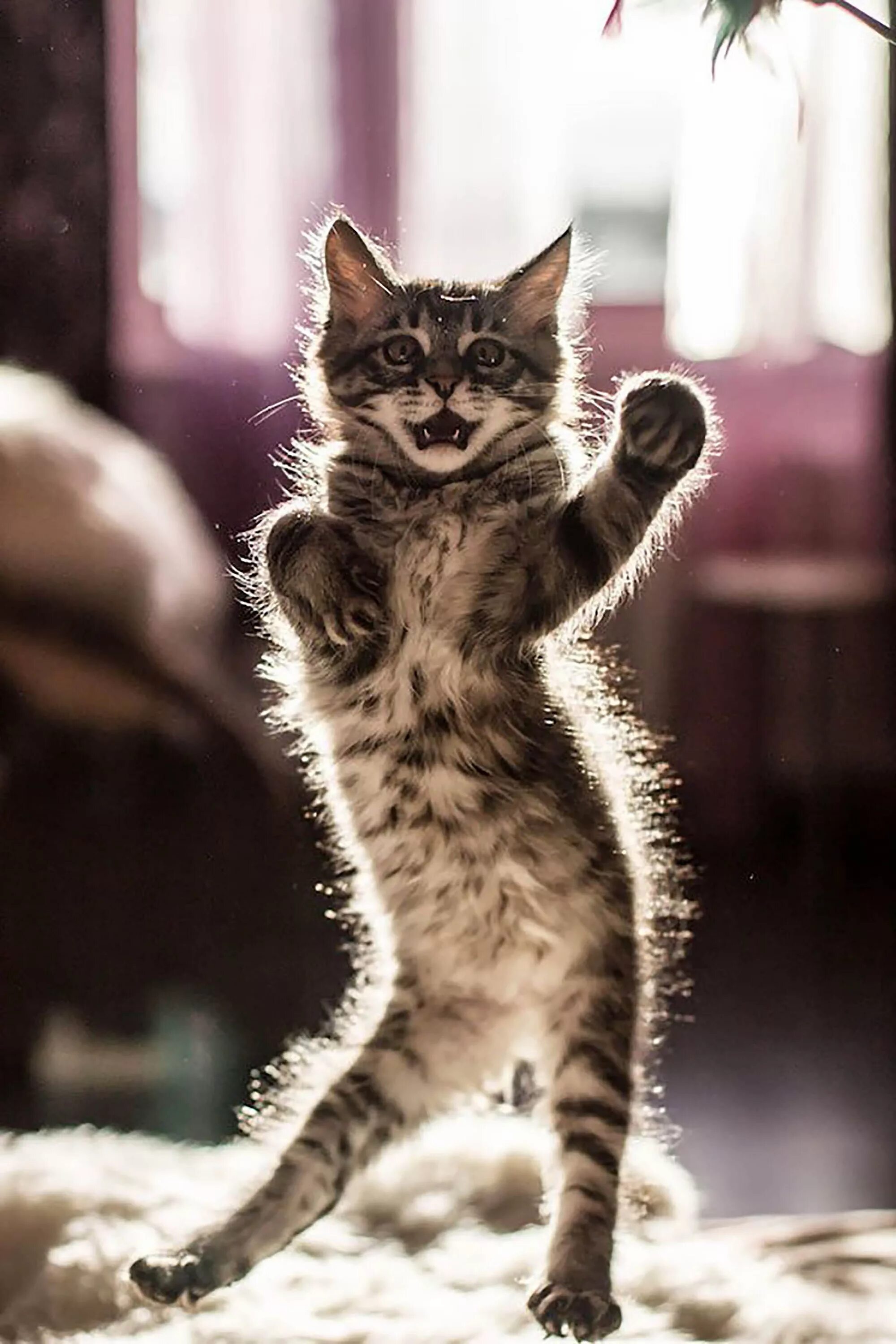 Бесплатные смешные прикольные картинки. Танцующий кот. Смешные котята. Смешной кот. Счастливая кошка.