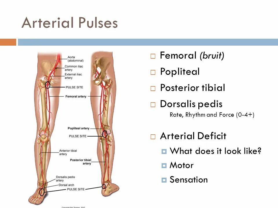 Leg rule