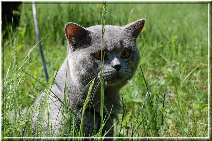 Инстинкт котов. Охотничья кошка. Кошки охотники. Инстинкты котов. Кот в засаде.