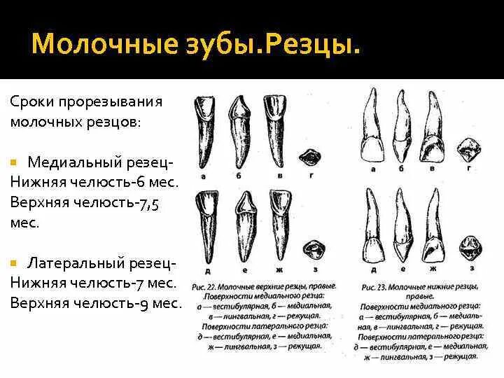 Зуб боковой резец. Медиальный резец верхней челюсти анатомия. Нижний медиальный резец анатомия. Медиальный резец нижней челюсти. Верхний латеральный резец зуб.