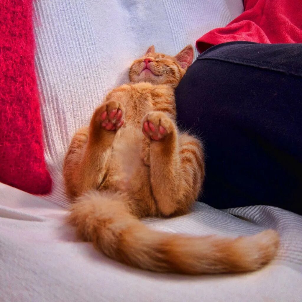 Киса руки. Расслабленный кот. Спящий кот. Сонная кошка.