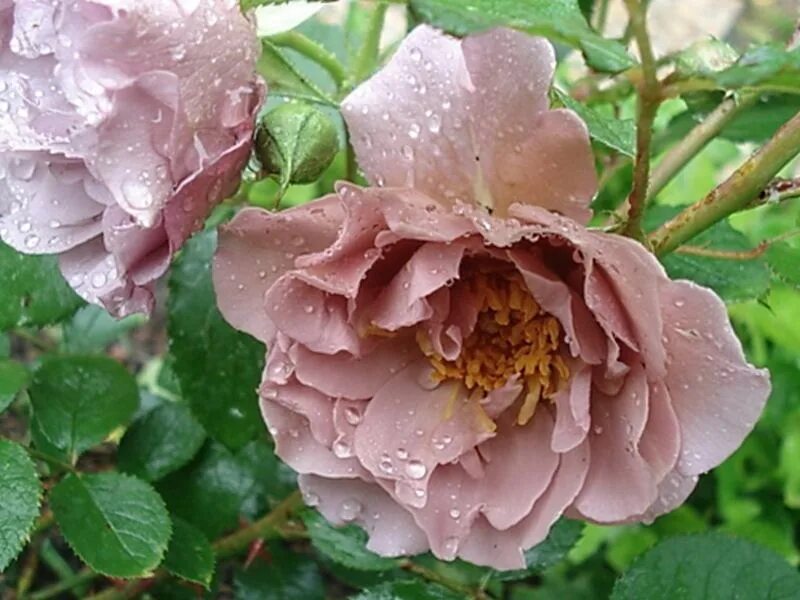 мишкины розы интернет-магазин саженцев роз. мишкины розы саженцы. мишкины розы саженцы. мишкины розы саженцы. питомник роз сергея овчарова каталог.