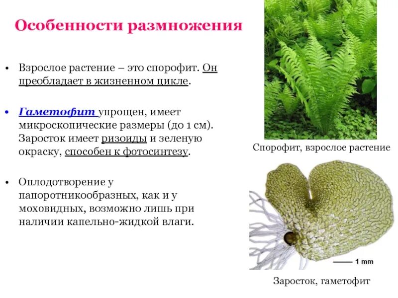 Гаметофит высших споровых растений. Гаметофит высших споровых растений