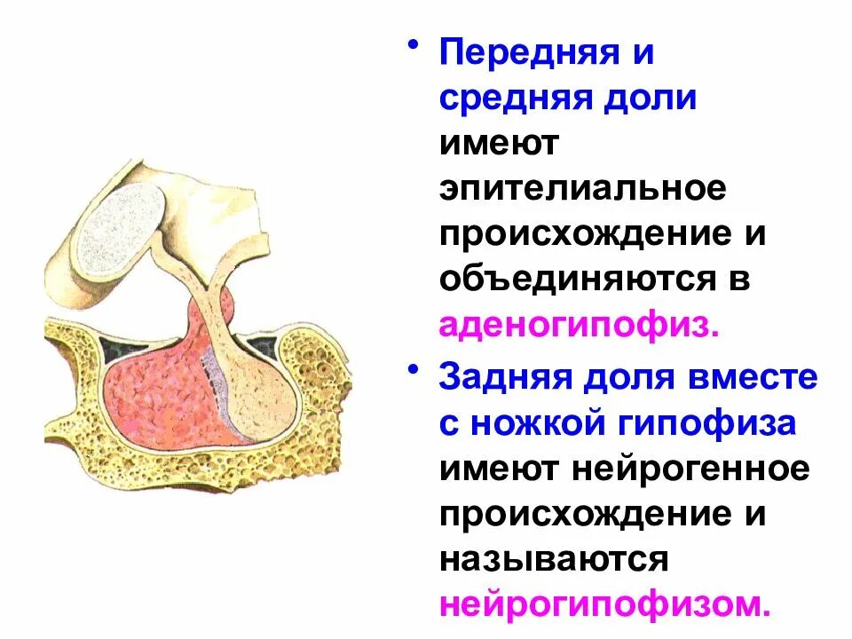 3 признака гипофиза. Гипофиз строение. Строение гипофиза человека. Структура гипофиза. Доли гипофиза.