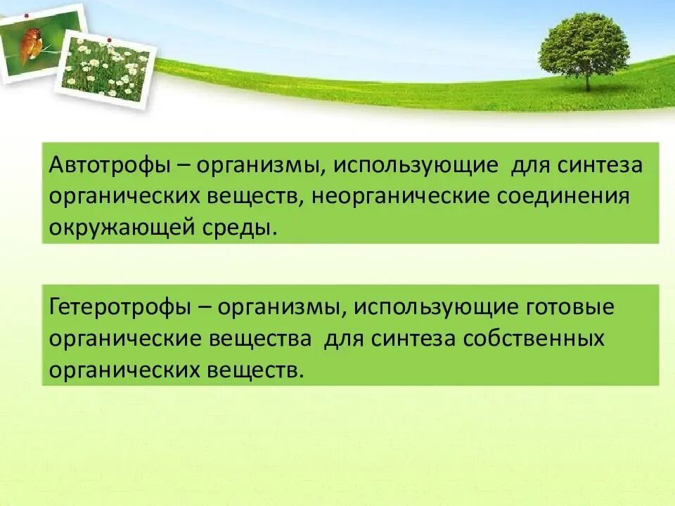 Какую роль в сообществе играют гетеротрофные организмы. Автотрофы. Пфтотрофные опгантщсы. Авто рофные организмыы. Автотрофные организмы.