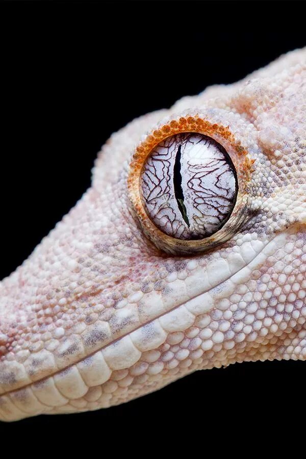Век у ящерицы. Змеиный глаз эублефар. Эублефар глаза змеи. Глаз рептилии. Глаз геккона.