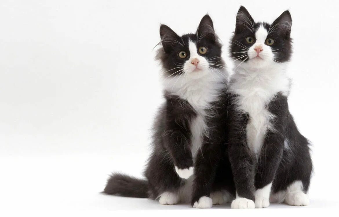 Котики в ряд ответ