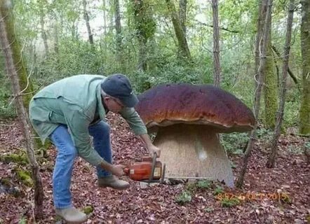 Один большой гриб стал как избушка