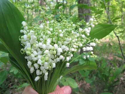 Цветы ландыши песни