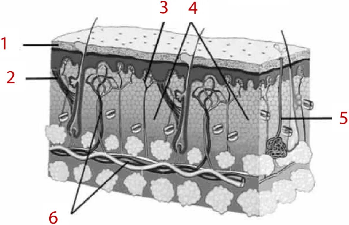 Биология тест строение кожи. Эпидермис 2)  дерма. Эпидермис дерма подкожная клетчатка. Строение кожи 1 эпидермис. Строение кожи рис 71.
