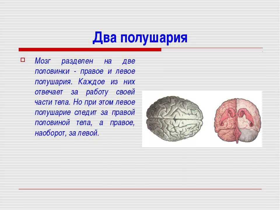 Что находится в полушариях мозга. Два полушария мозга. Левое и правое полушарие мозга. Мозг разделен на два полушария. Мозг человека левое и правое полушарие.