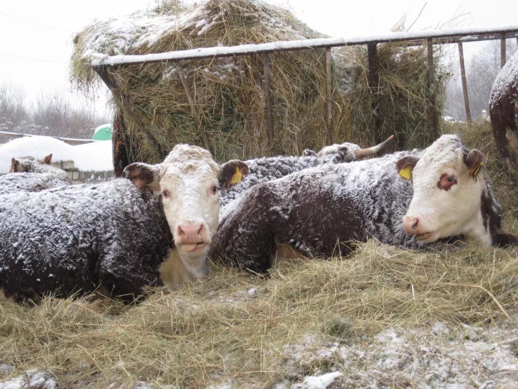 Бычки дома. Ярославская порода крупного рогатого скота. Ферма для герефордов. Сарай для телят. Порода быков герефорд.