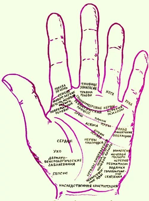 Определить заболевание по рукам. Органы на руке хиромантия. Болезни по ладони. Болезни по точкам на ладони. Болезни по ладоням рук.