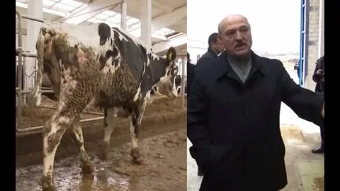 Лукашенко на ферме