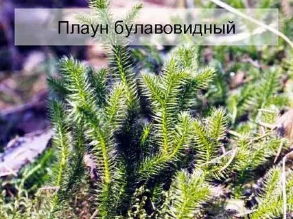 Плаун среда обитания водная