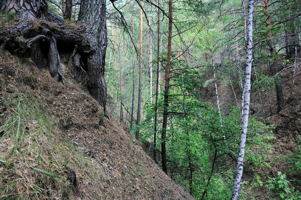 Обрыв лес река. Лесной обрыв. Лес на склоне. Овражек в лесу. Лес триллемарка-роллагсфьелл.