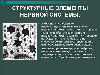 Структурные элементы тканей