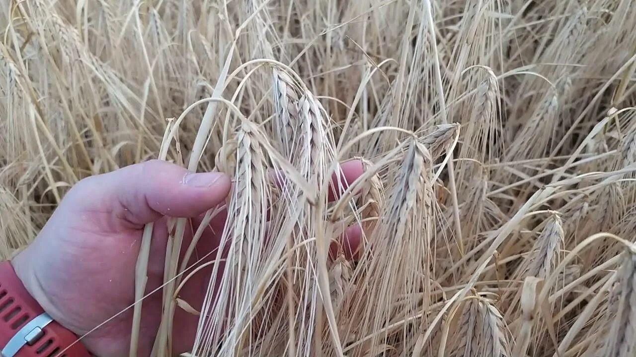 Ячмень купаться. Солод пшеничный пророщенный. Ячмень хайлайт. Медикум ячмень. Ячмень кормовой.