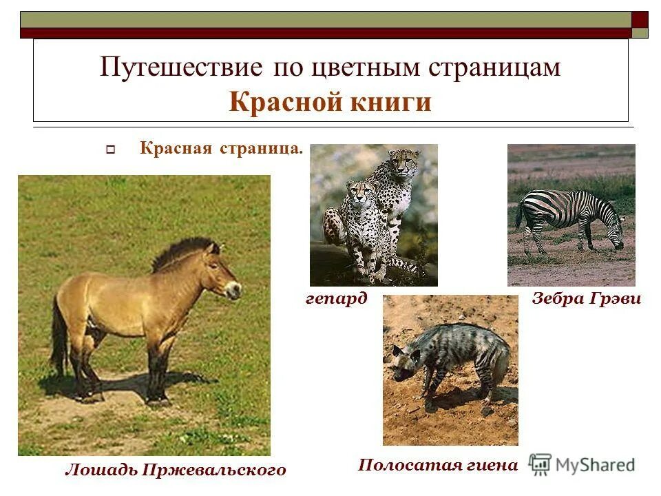 Желтая страница красной книги животные и растения. Красные страницы красной книги. Красные страницы красной книги животные. Красные страницы красной книши. Животные из красной книги на красных страницах