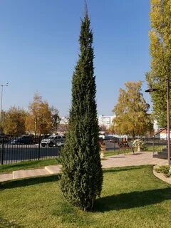 Можжевельник обыкновенный суецика