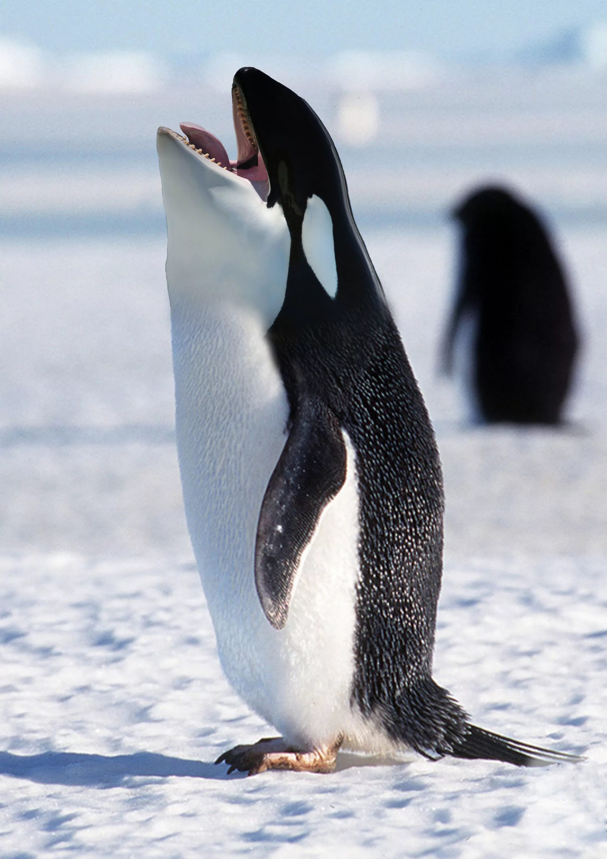 Пингвин касатка лодка. Пенгуин. Касатка в Антарктиде. Пингвин. Агрессивный Пингвин.