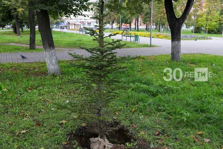 Саженцы деревьев казань. Казань дерево. казань дерево в здании. ближайшие деревья в казани. зеленое дерево в казани.