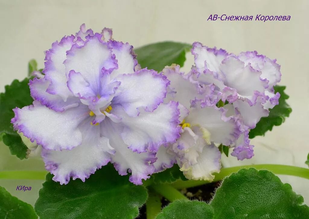 Фиалка ек королева льда. Фиалка belinda. Фиалка ав снежная королева. Фиалка царица савская. Сенполия королева ночи.