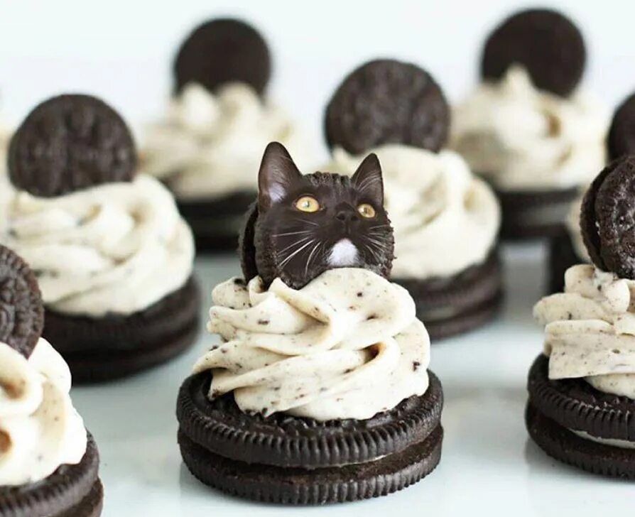 Cat styled
