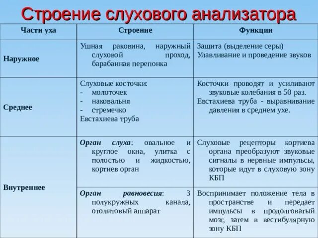 8 орган слуха и равновесия. Анализатор слуха строение и функции. Слуховой анализатор строение и функции. Таблица по биологии 8 класс слуховой анализатор. Строение органа слуха отделы уха.