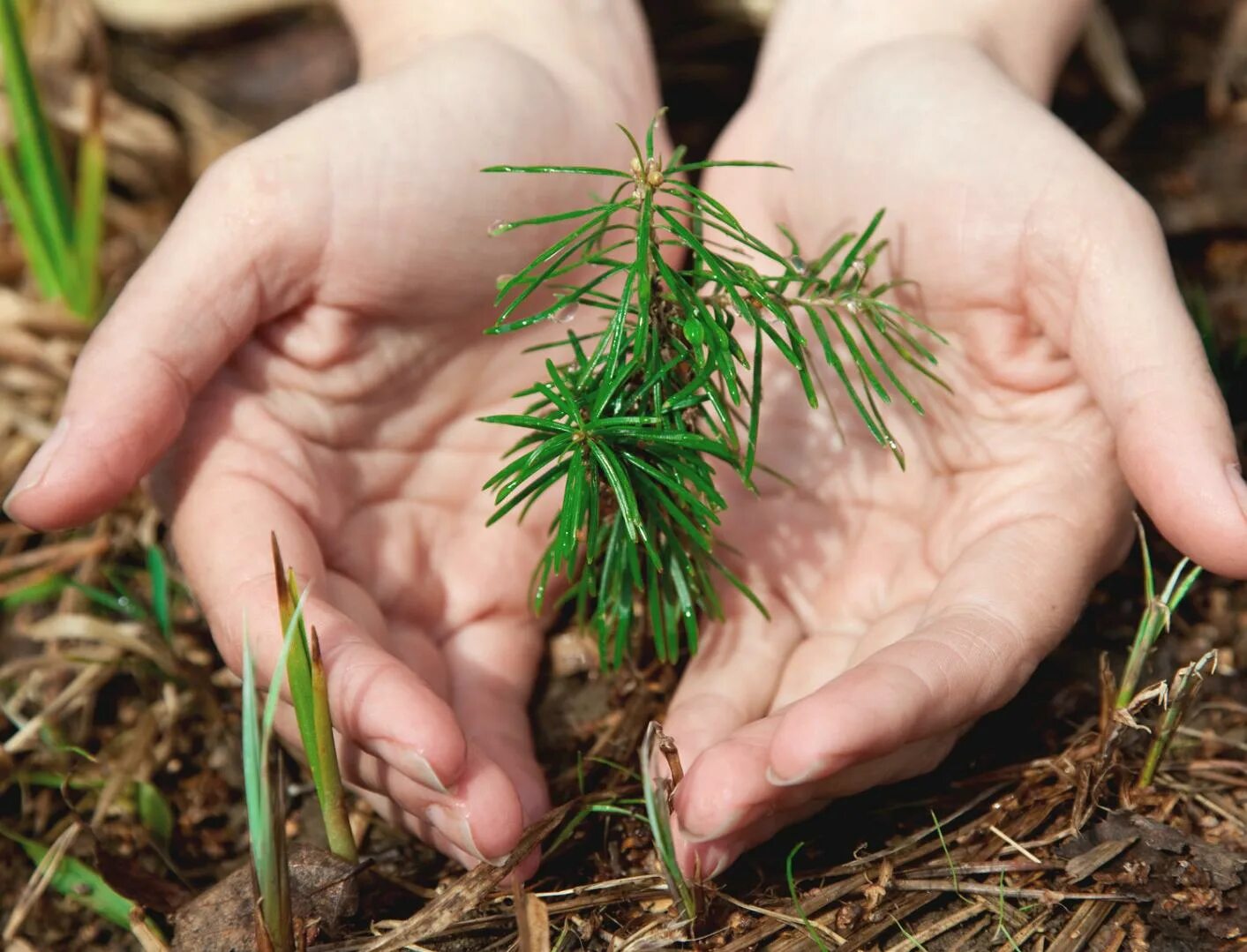 Как правильно пересаживать кедр сибирский. Американский кедр. Кедр как пересадить взрослое дерево. Сеянцы крымской сосны. Сосна сибирская кедр сибирский.
